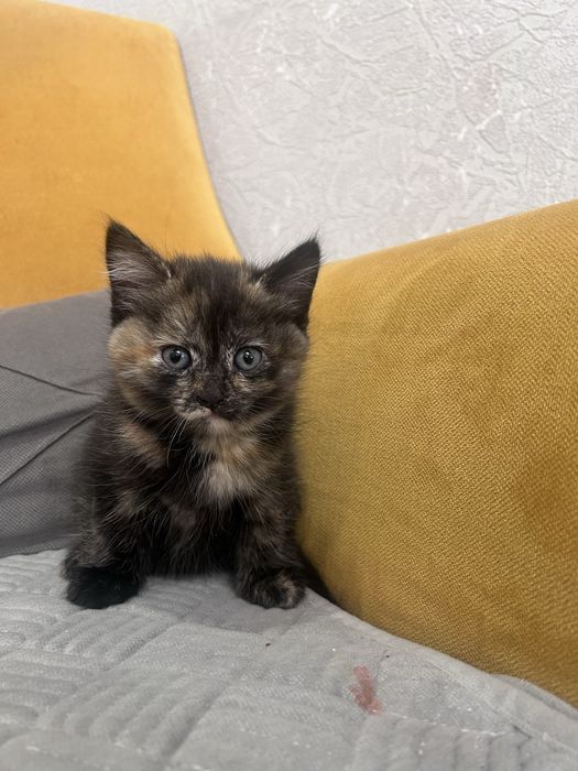 Котята ищут новый дом