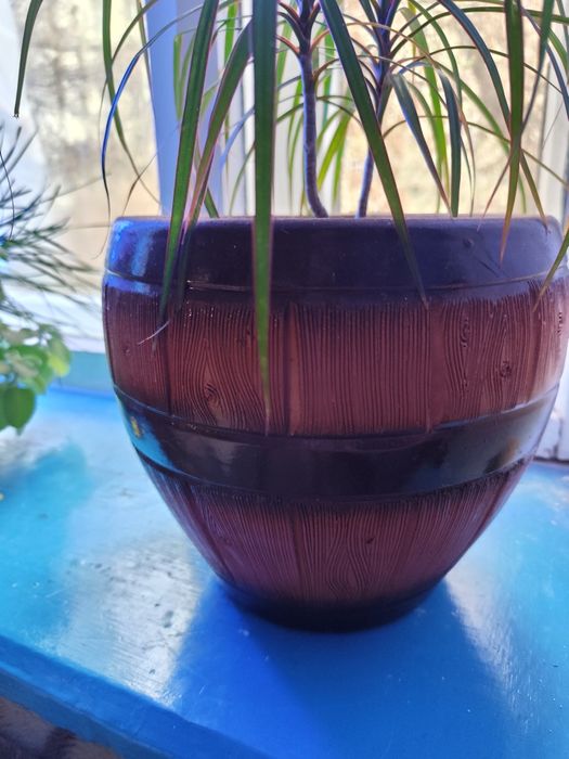 СРОЧНО Драцена 2штуки в одном горшке