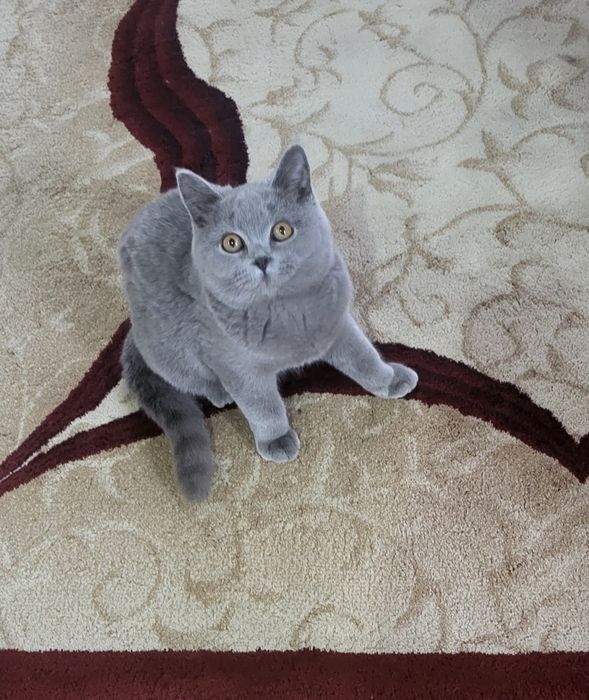 British shorthair