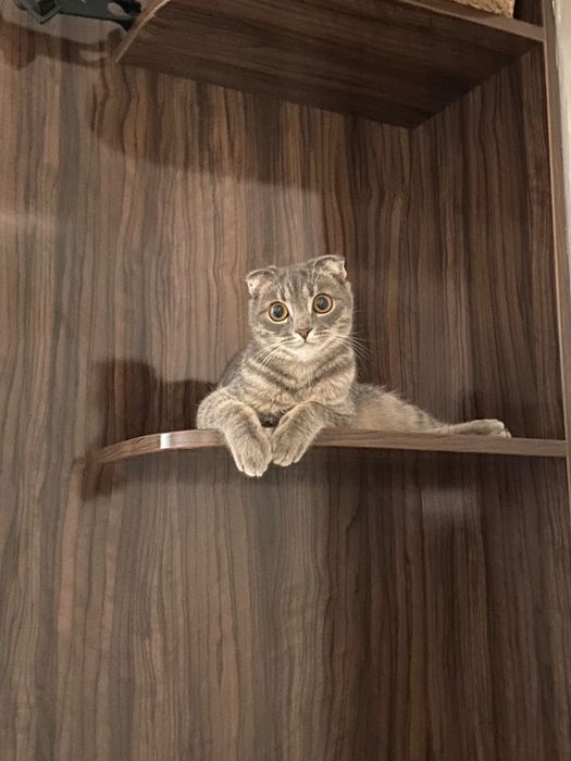 Ищет новый дом наша красавица