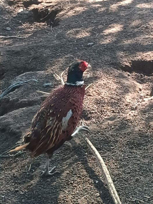 Fazani comuni de vanzare