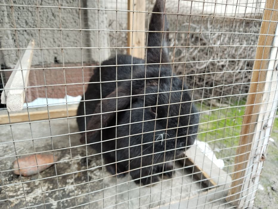 Quyonlar sotiladi baran