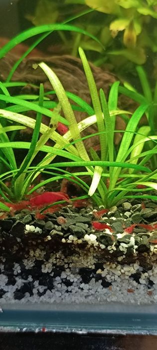 Креветки аквариумные вишня