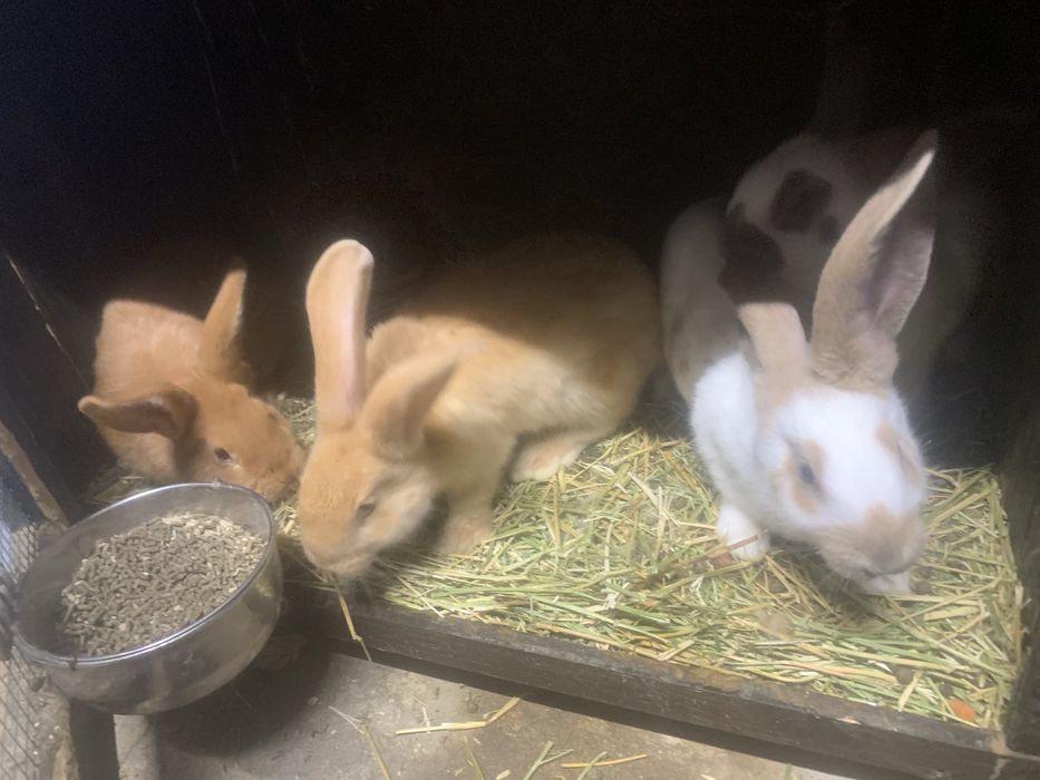 Налични зайци различни породи