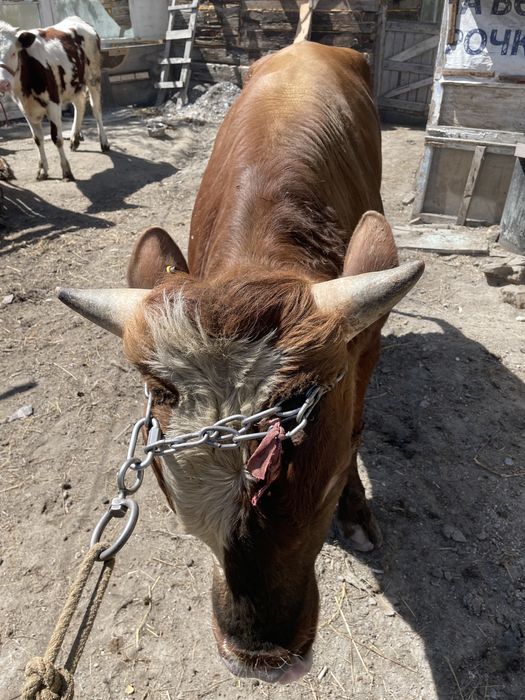 Продам двух бычков и телочку