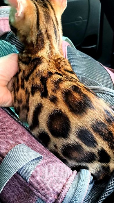 Ласковые БЕНГАЛЬСКИЕ ручные !