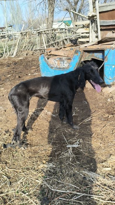 Тазы күшік сатам ұрғашы 8айлық ауызданған жоқ үйретсе жылдам жақсы