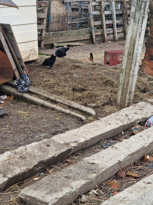 Găini pitici  de vânzare