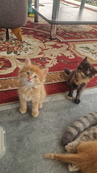 Котята ищут маму.