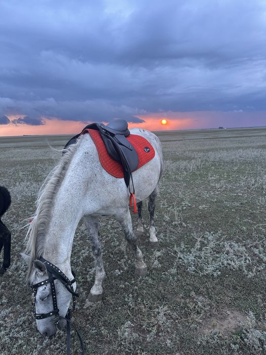 Продам Орвску  кобылу жерёбую