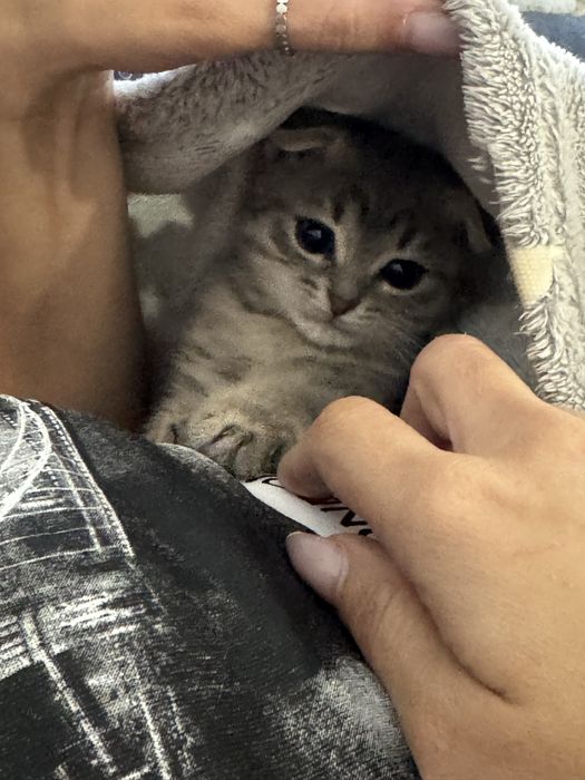 Шотландский веслоухий котенок