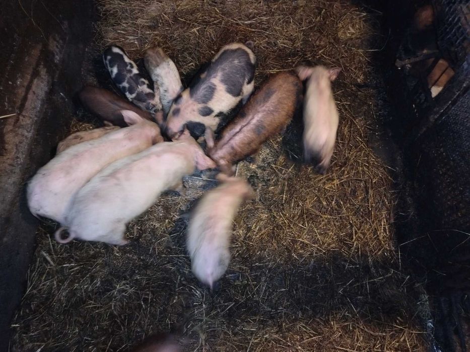 Продам паросят не дорого