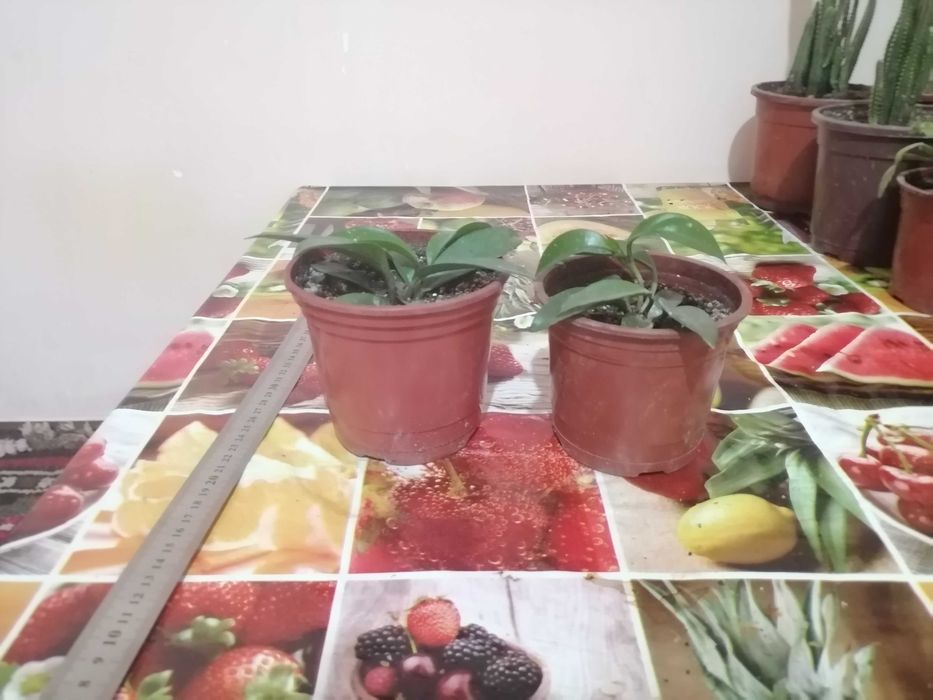 Комнатные цветы. Хона гуллари