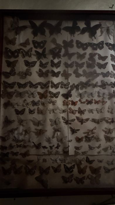 Продам коллекцию бабочек