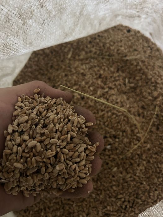 Пшеница (бидай) хороший