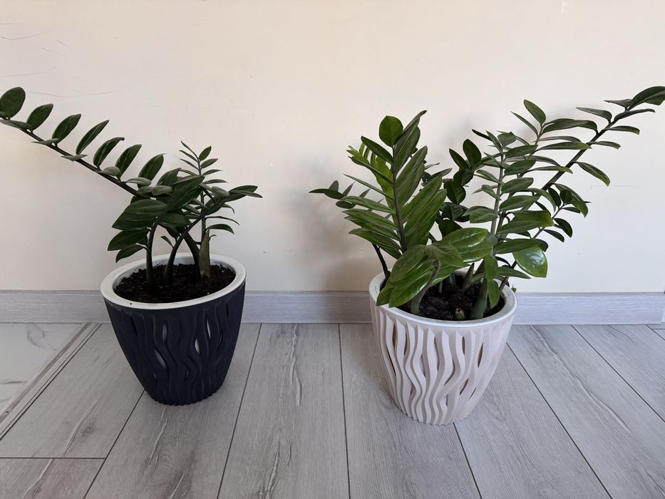 Продам цветок долларовое дерево