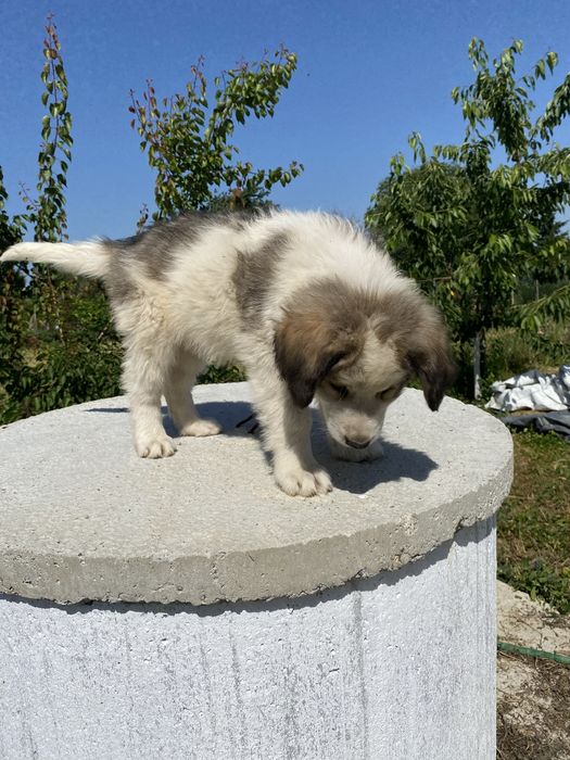 Catei ciobanesc de bucovina