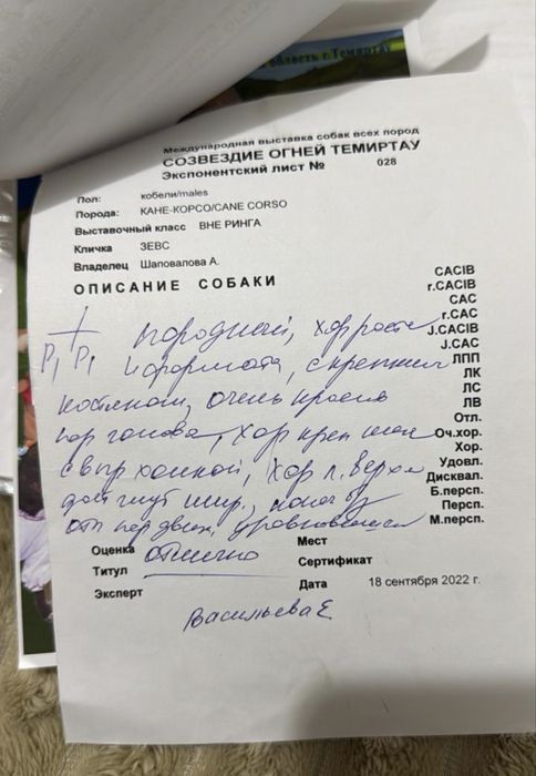 Щенки кане корсо