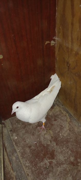 Голубка желто перая