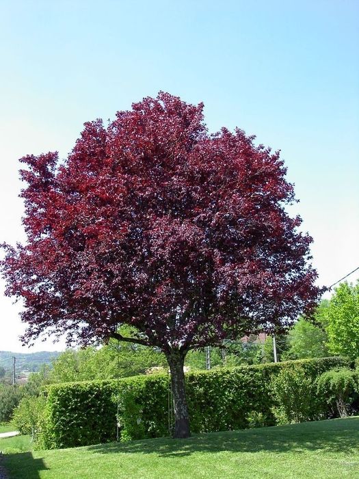 Pomi Ornamentali (Prunus Nigra )