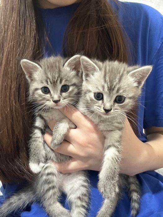 Котята скоттиш страйт