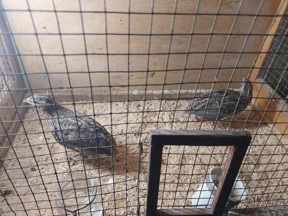 Продаётся перепелки самки