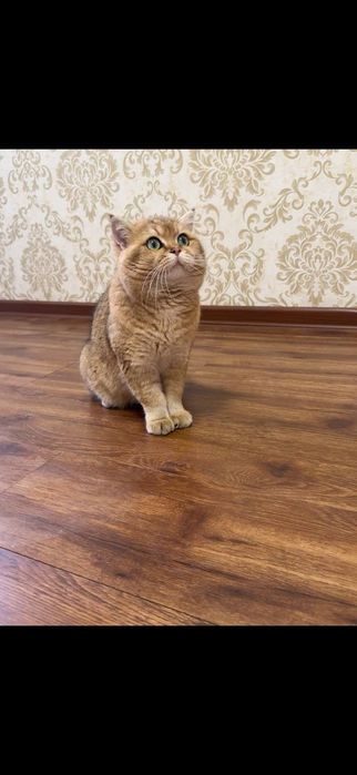 Британский золотистый шиншилла сотилади ўғил бола тоз парода