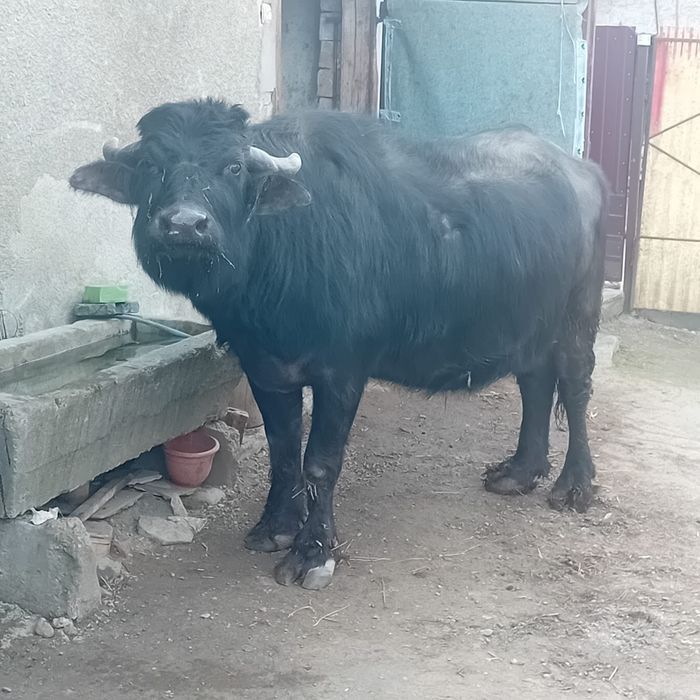 Bivoliță gestanta  de vanzare