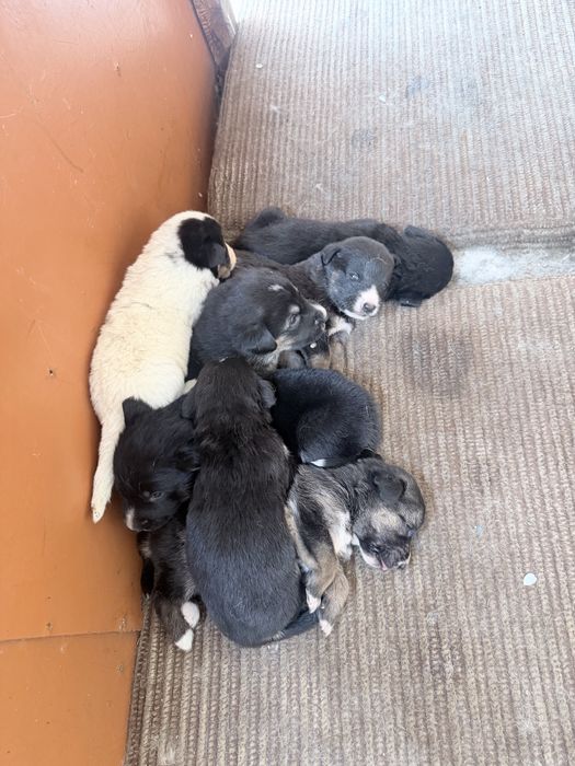 Ротивер породистые щенки