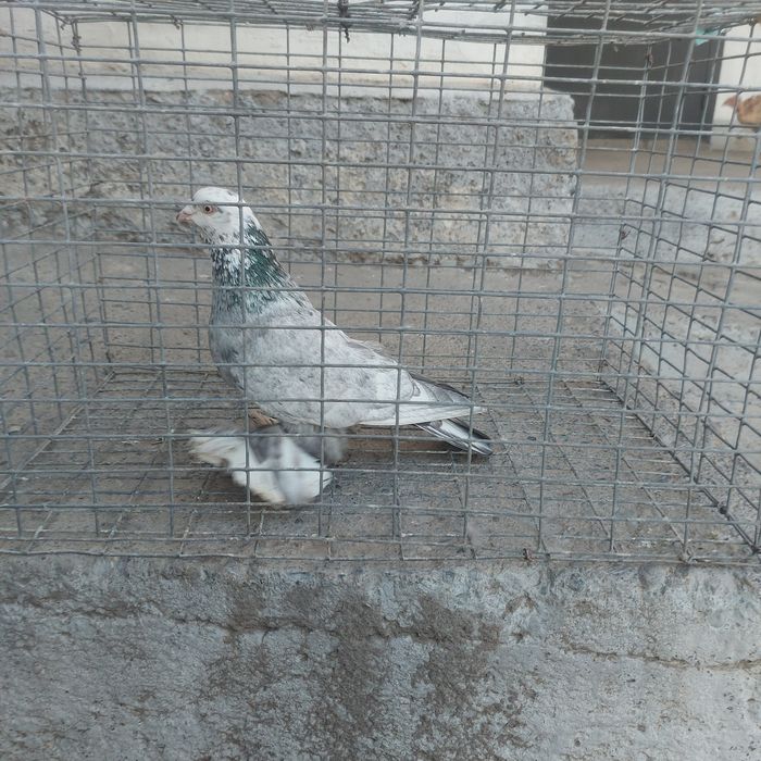 Челкар рябагаловый самец лет игра подгребает