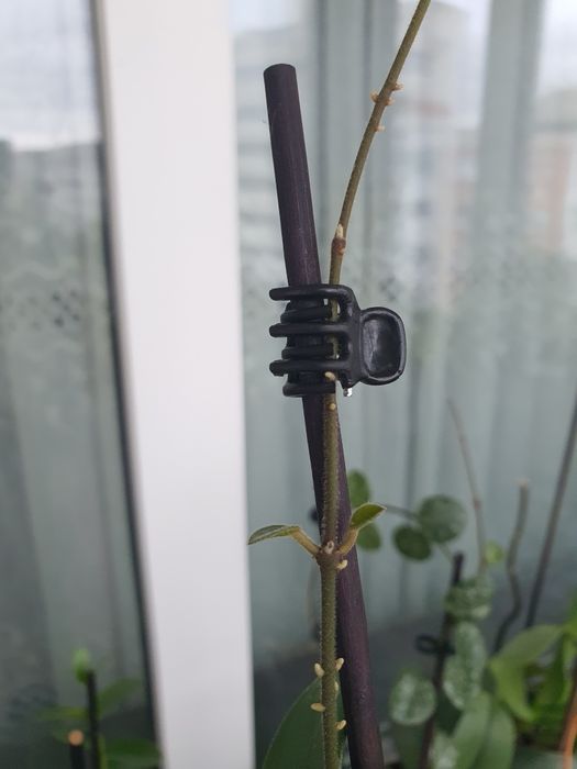 Hoya mathilde, floarea de ceara