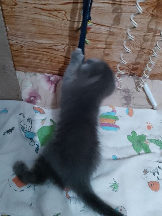 Продам малых котят девочек