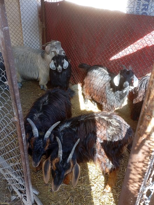 Echkilar sotiladi 7 ta. Hammasi bir joyda sotiladi.