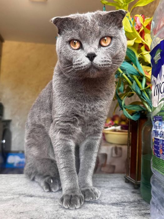 Кот Скоттиш фолд оригинал!!! Вязка кота с кошкой, сотилмайди!