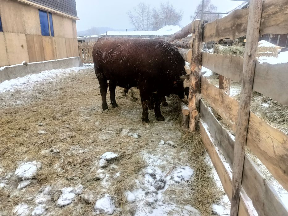 Продам 3 быка...