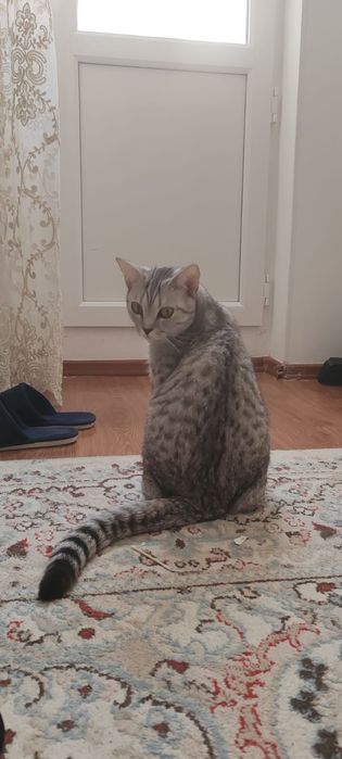 Отдам в добрые руки