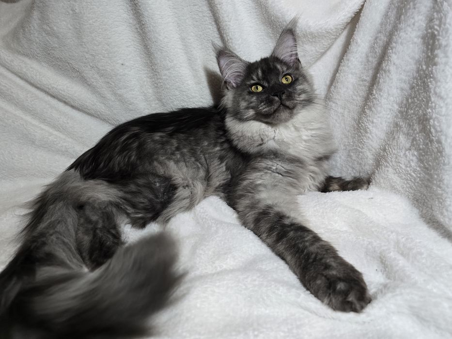 Maine coon Maine coon