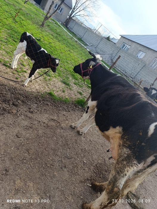 Бұзаулы сиыр сатыладыы