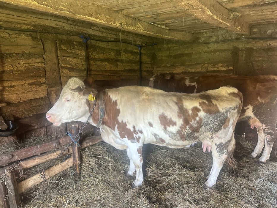 Vand la pachet cele 2 vaci