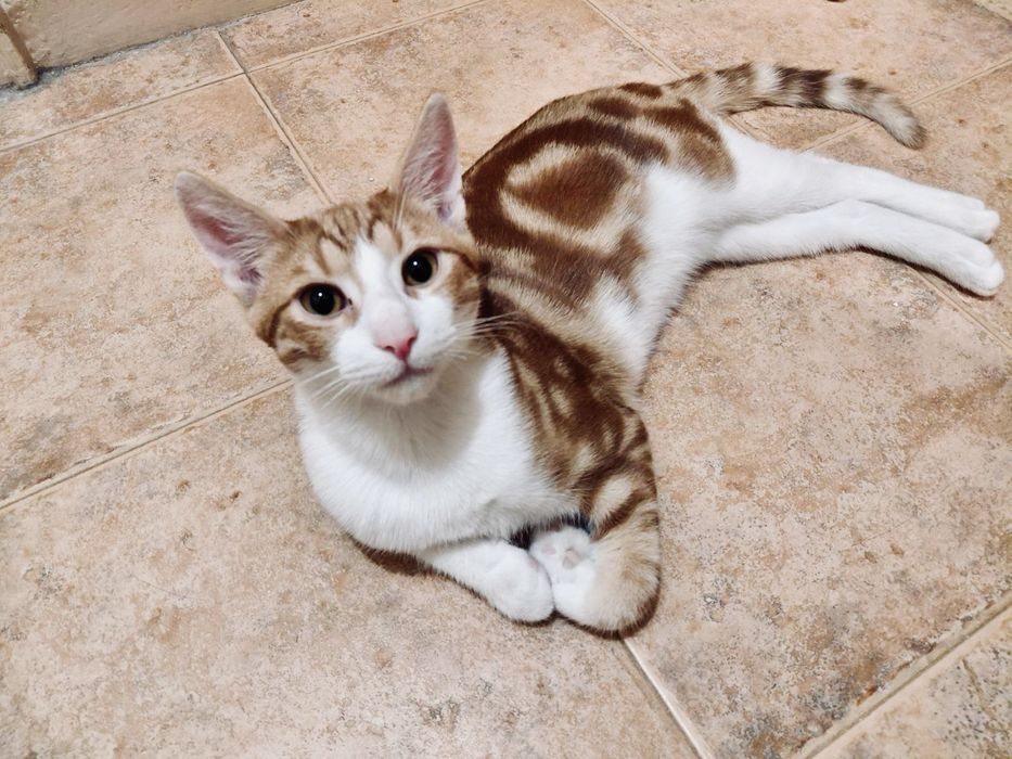 Котета търсят дом
