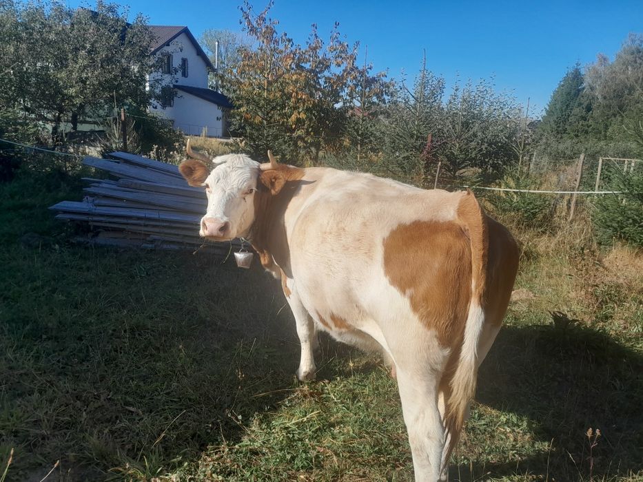 Vaca baltata de 8 ani