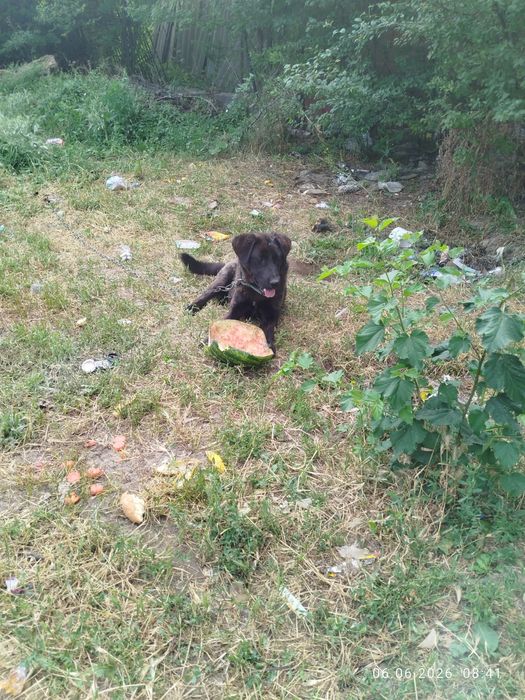Сабака лобладор ұрғашы