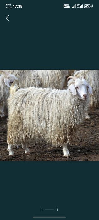 Ешки жун, Козья шерсть 24:7