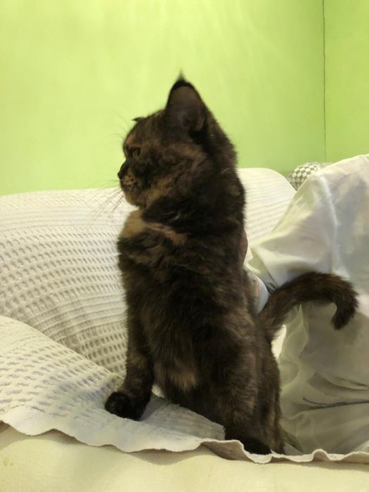 Любимые животные