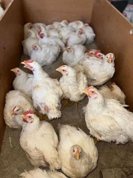 Бройлер цыплята домашныее