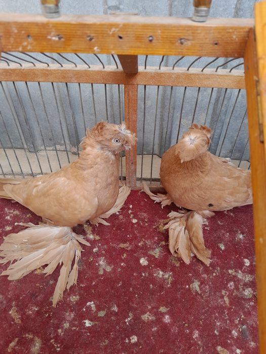 Продам жёлтые пара