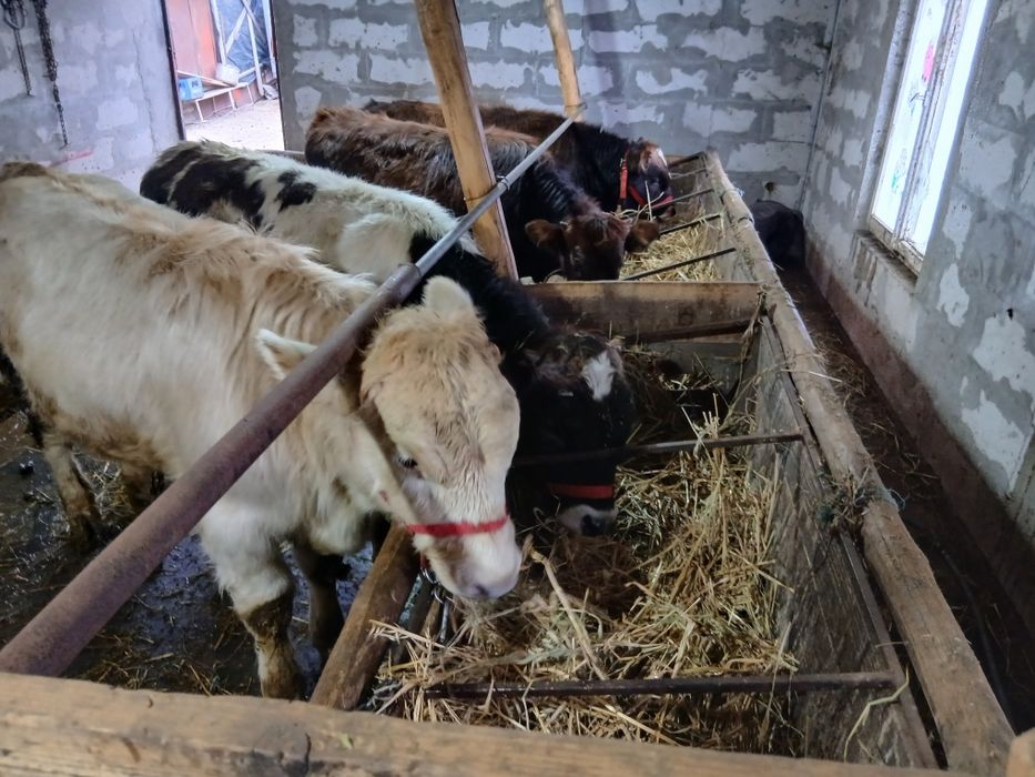 Vând sau schimb cu oi 4 tauras 2 de rasa si 2 autoctoni.