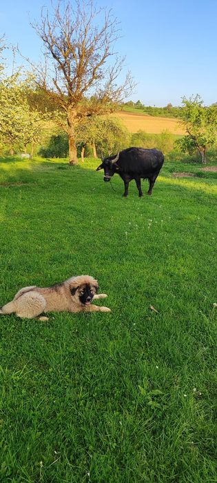 De vânzare bivoliță