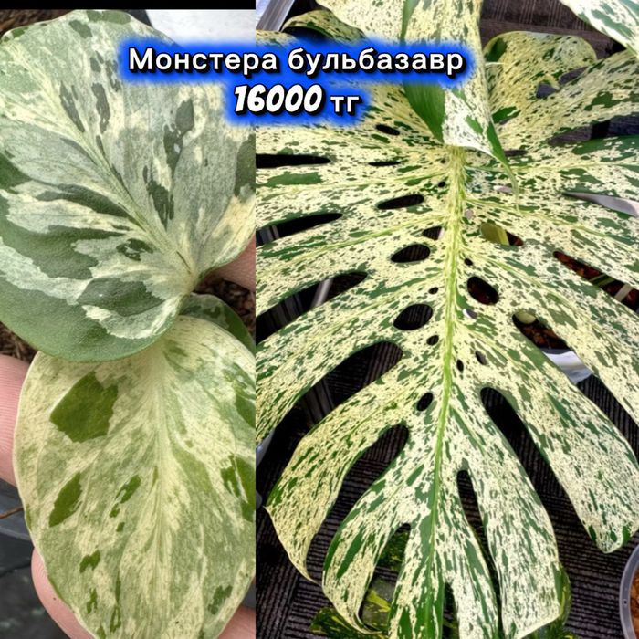 Монстеры разные, укорененные