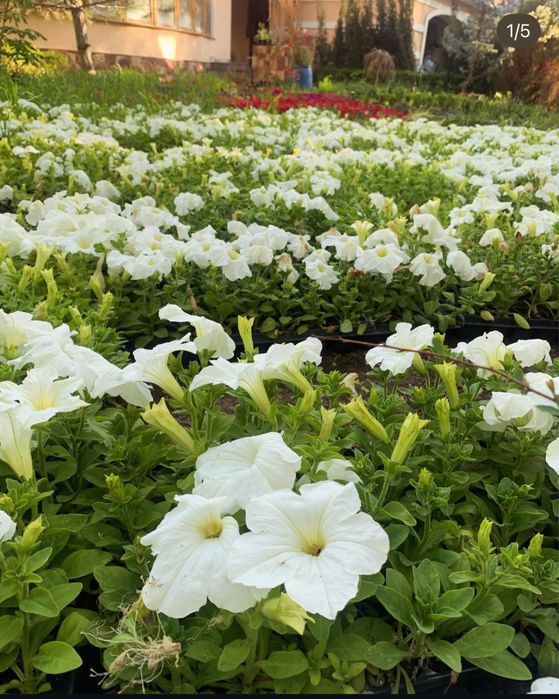 Петуни разных цветов.